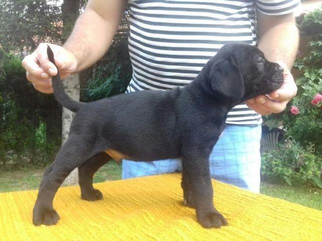  Cane Corso štenci potomci svetskih šampiona 