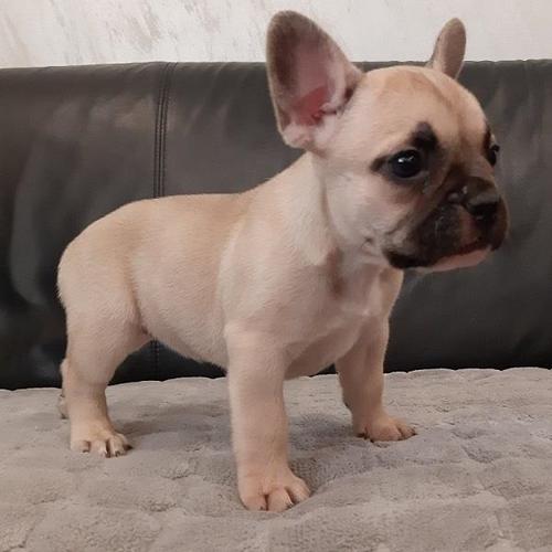 Francuski buldog stenci