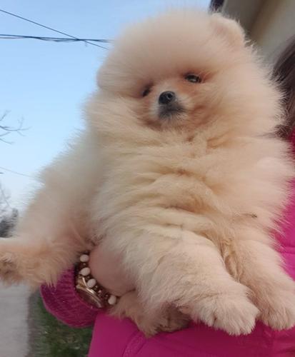 Pomeranci Boo -pomeranian