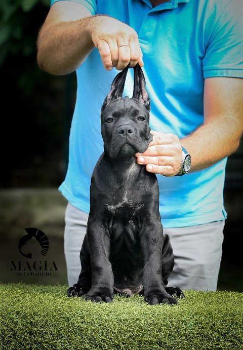CANE-CORSO-stenci-vrhunskog-kvaliteta
