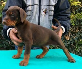 Doberman štenad