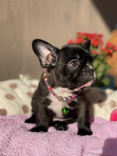 Francuski Buldog