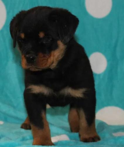 Rotvajler i doberman štenci na prodaju
