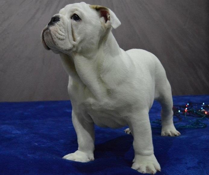 Engleski-buldog-prvobirajuće-štene