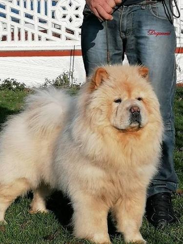 Chow chow cau cau stenad