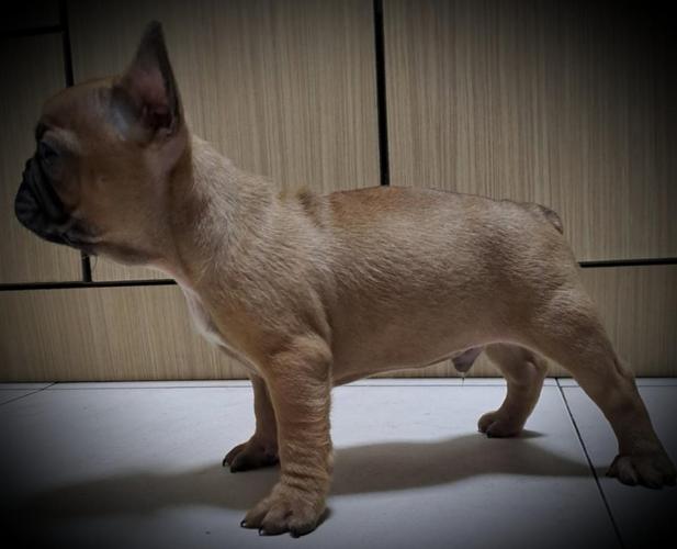 Francuski Buldog