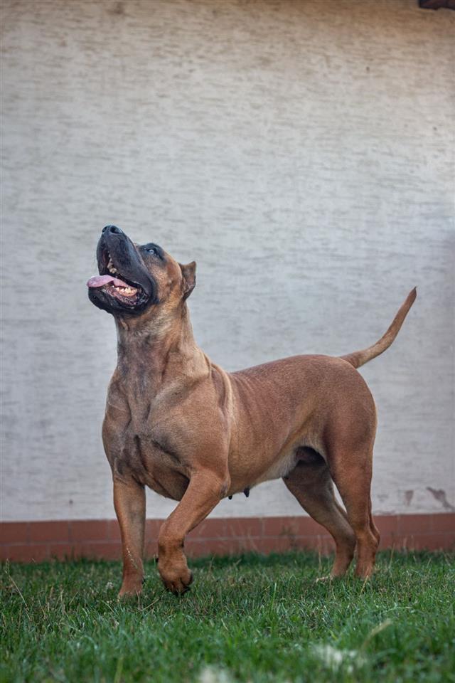 Presa-Kanario