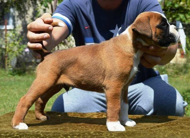 BOXER - prvobirano musko stene