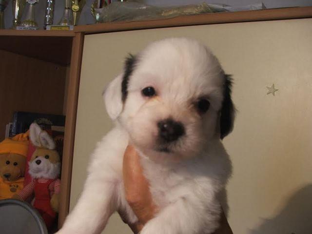Coton-de-tulear