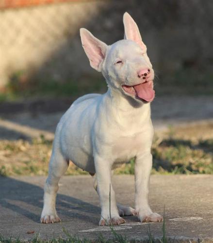Mini Bull Terijer