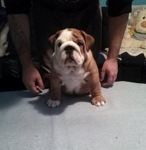 Engleski-buldog-vrhunskih-krvnih-linija