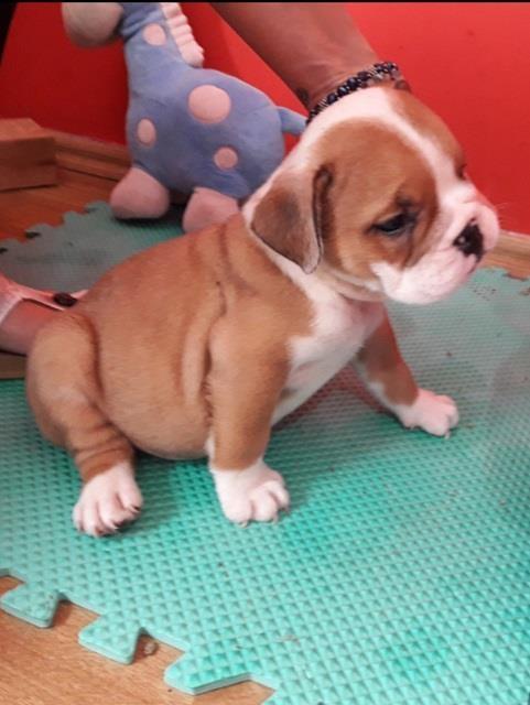 -Engleski-buldog--