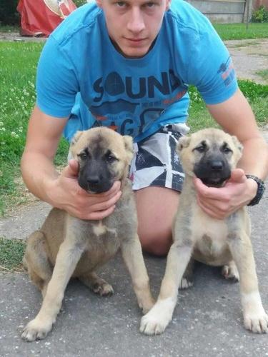 Kangal štenci vrhunsko poreklo 