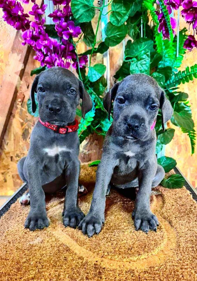 Cane-Corso