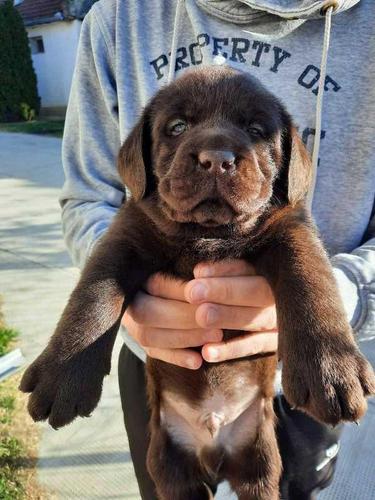Štenci Labrador Retrivera 