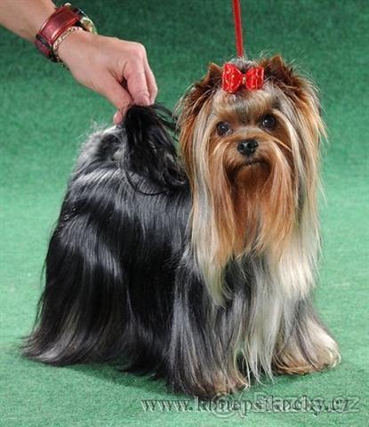 YORKSHIRE TERRIER