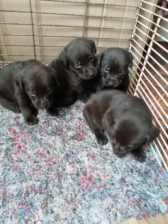 Labrador-štenci-