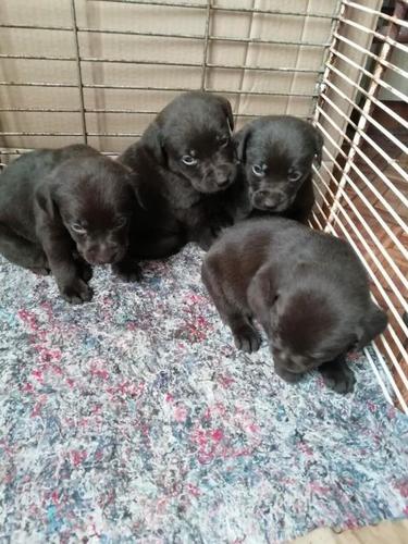 Labrador štenci 