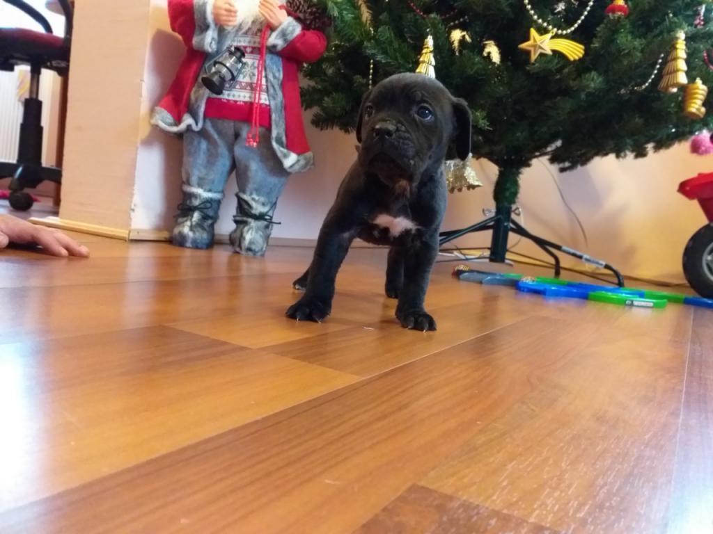 Cane-corso-stenci