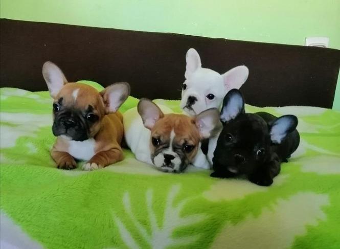 Francuski buldog štenci