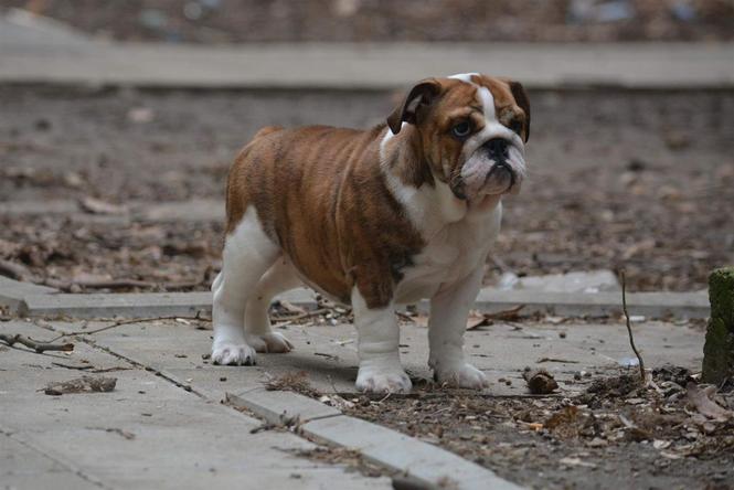 Engleski buldog