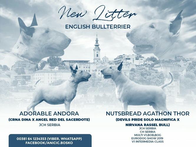 Bulterijer štenci
