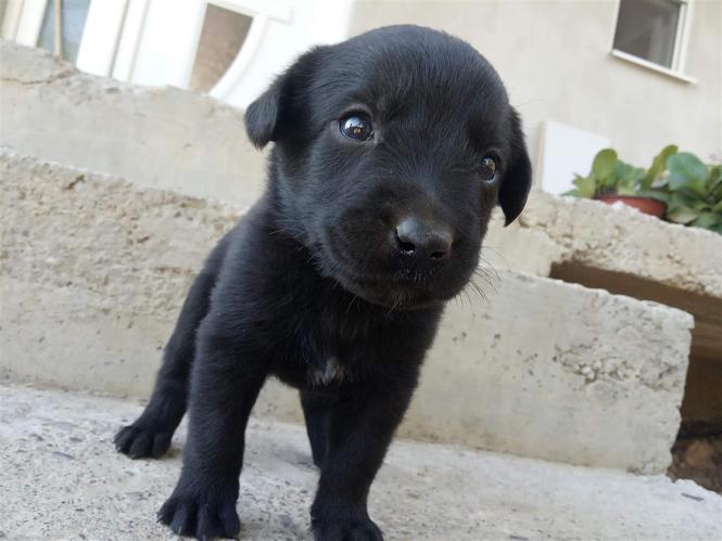 Mjesanci Belgiskog ovcara malinoa i crnog labradora