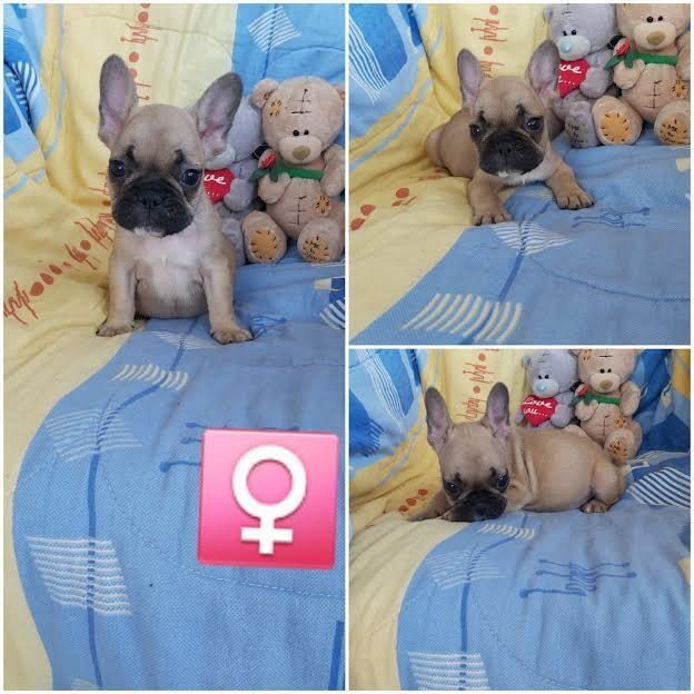 Francuski-buldog---štenci-na-prodaju