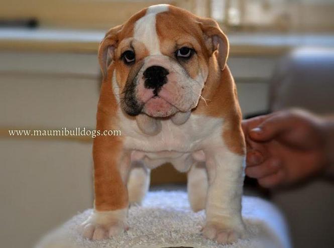 Engleski Buldog 