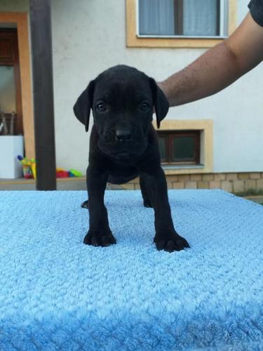 Cane corso, crni stenci, oba pola 