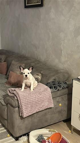 Francuski buldog - povoljno