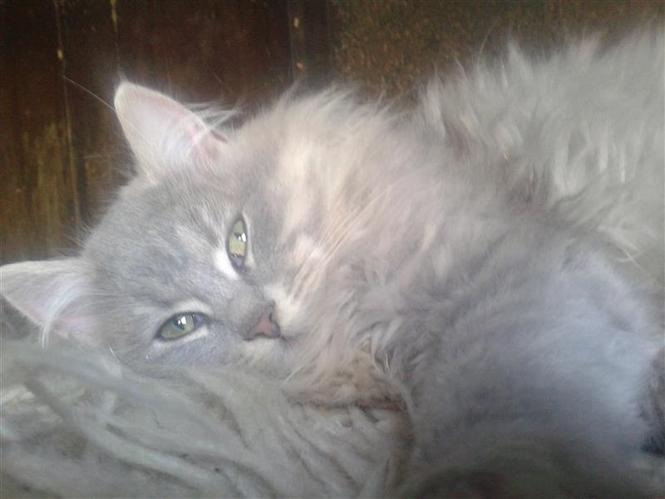 Maine coon macici