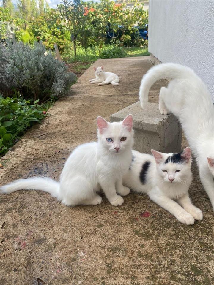 Albino-mačići-
