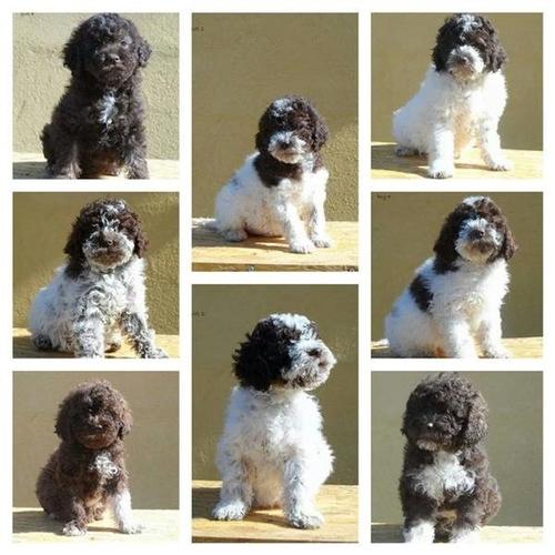 Lagotto Romagnolo