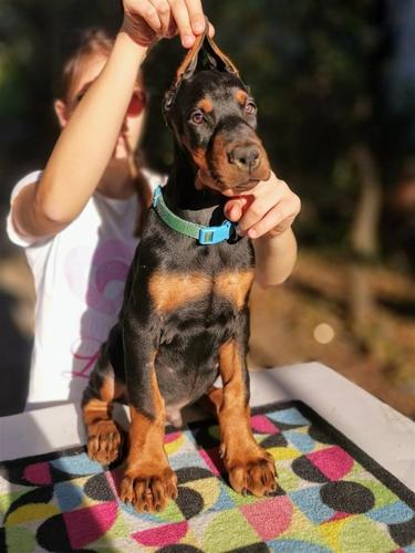 Doberman štenad 