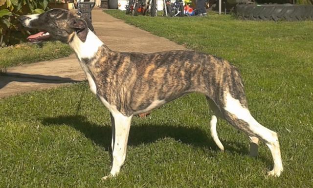 Whippet---mali-engleski-hrt