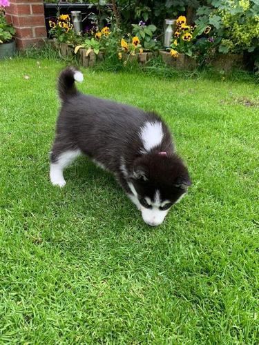 Prekrasni sibirski husky psi