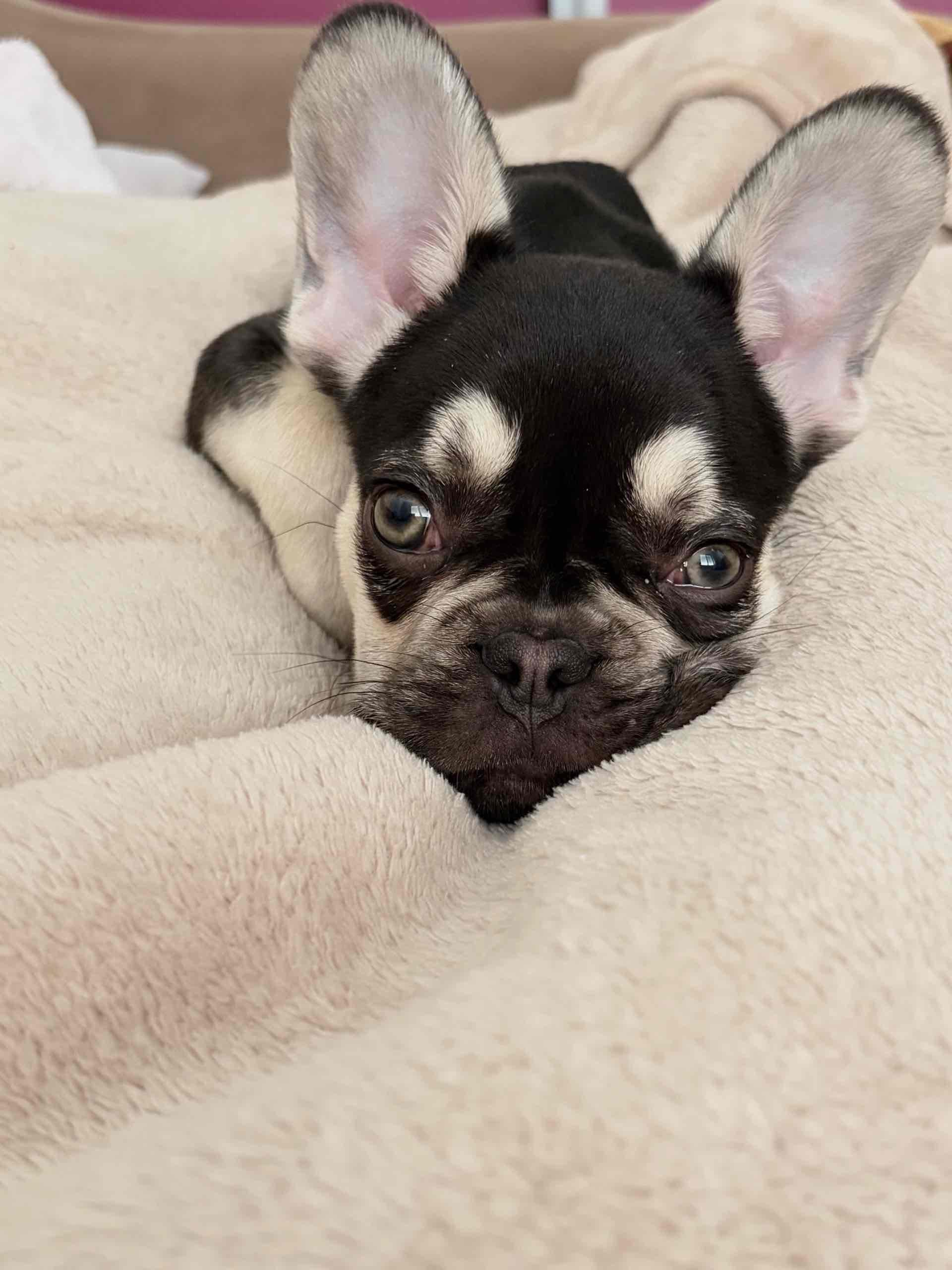 Francuski-Buldog