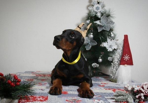 Doberman stenci