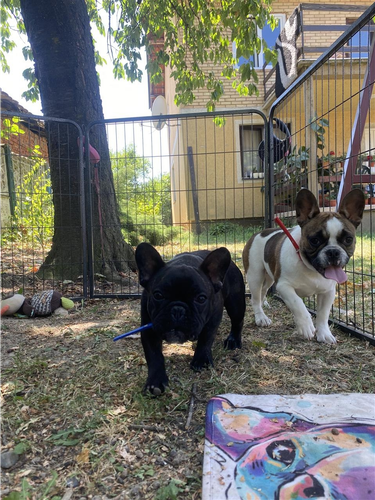 Francuski buldog štenci