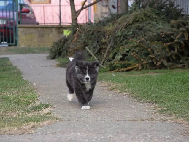 Akita inu štenci