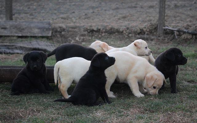 Labrador retriver, štenci