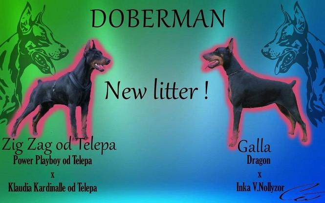 Stenci dobermana