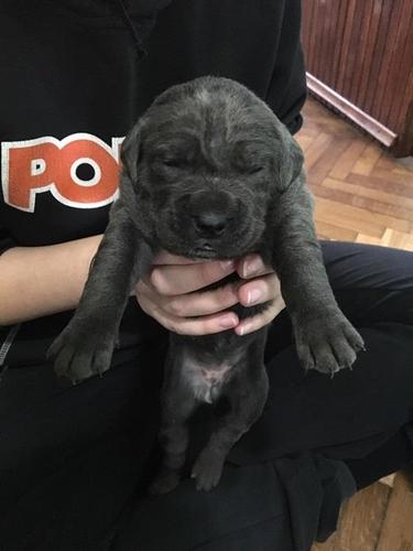 Cane corso štenci