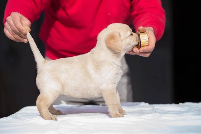 LABRADOR RETRIVER stenci odlicnog porekla