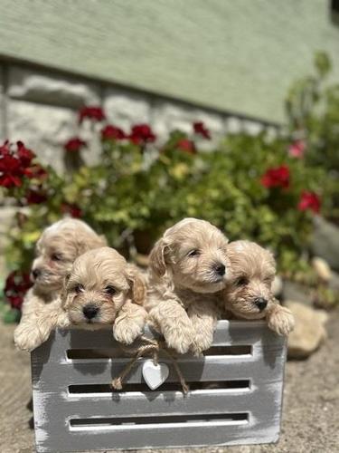 Maltipoo stenci 