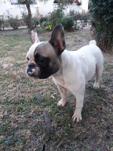Francuski buldog, mlada ženka