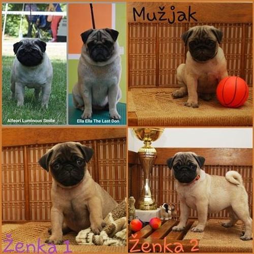 Mops stenci izlozbenog potencijala