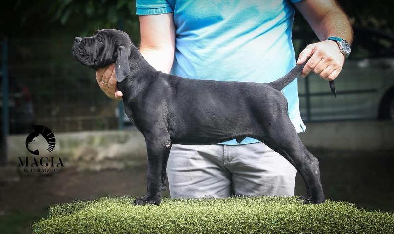 CANE-CORSO-stenci-vrhunskog-kvaliteta