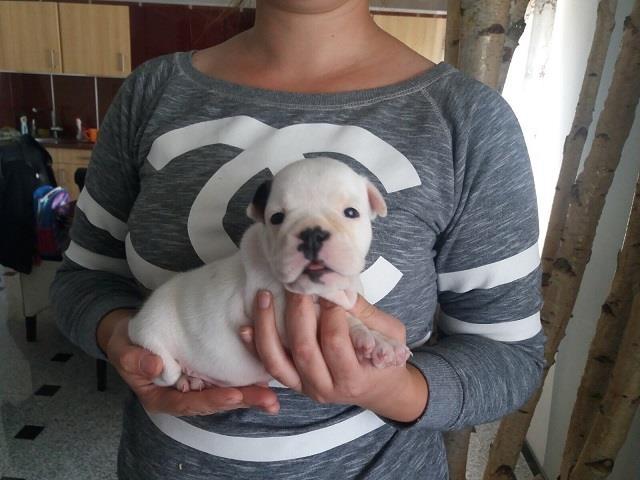 Engleski-buldog-štenci
